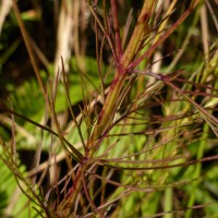 Parasopubia delphiniifolia (L.) H.-P.Hofm. & Eb.Fisch.